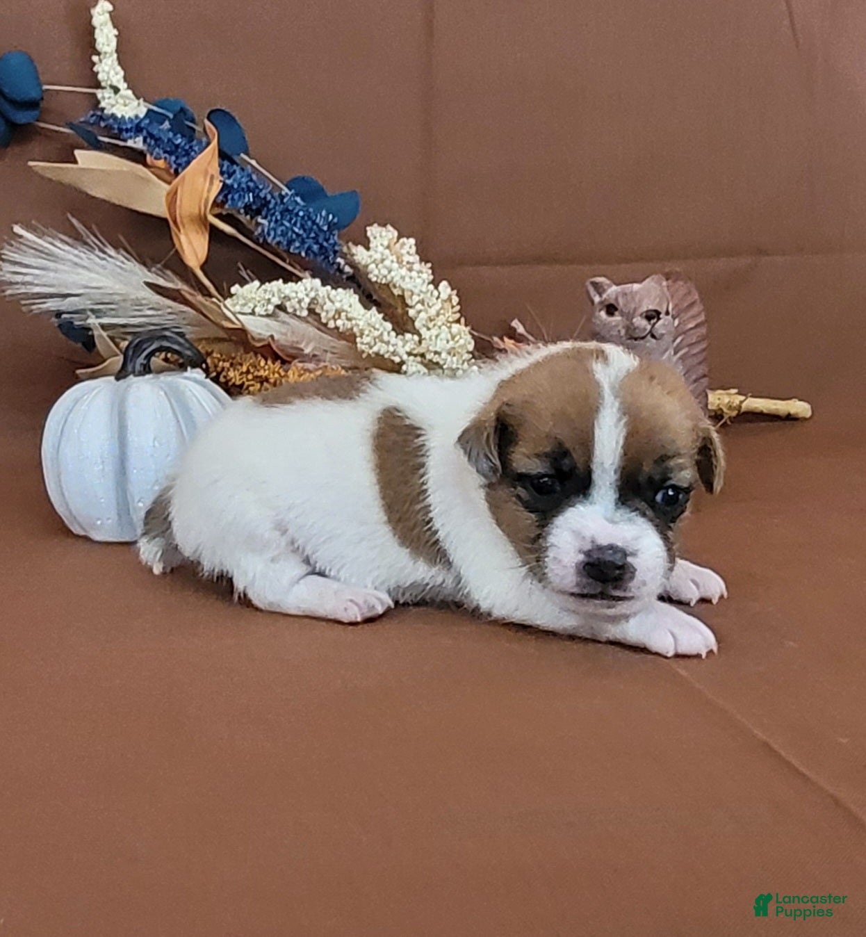 Jack Russell Terrier dogs for sale: Noxx purebred JRT - Ad 21