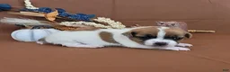 Jack Russell Terrier dogs for sale: Noxx purebred JRT - Ad 1