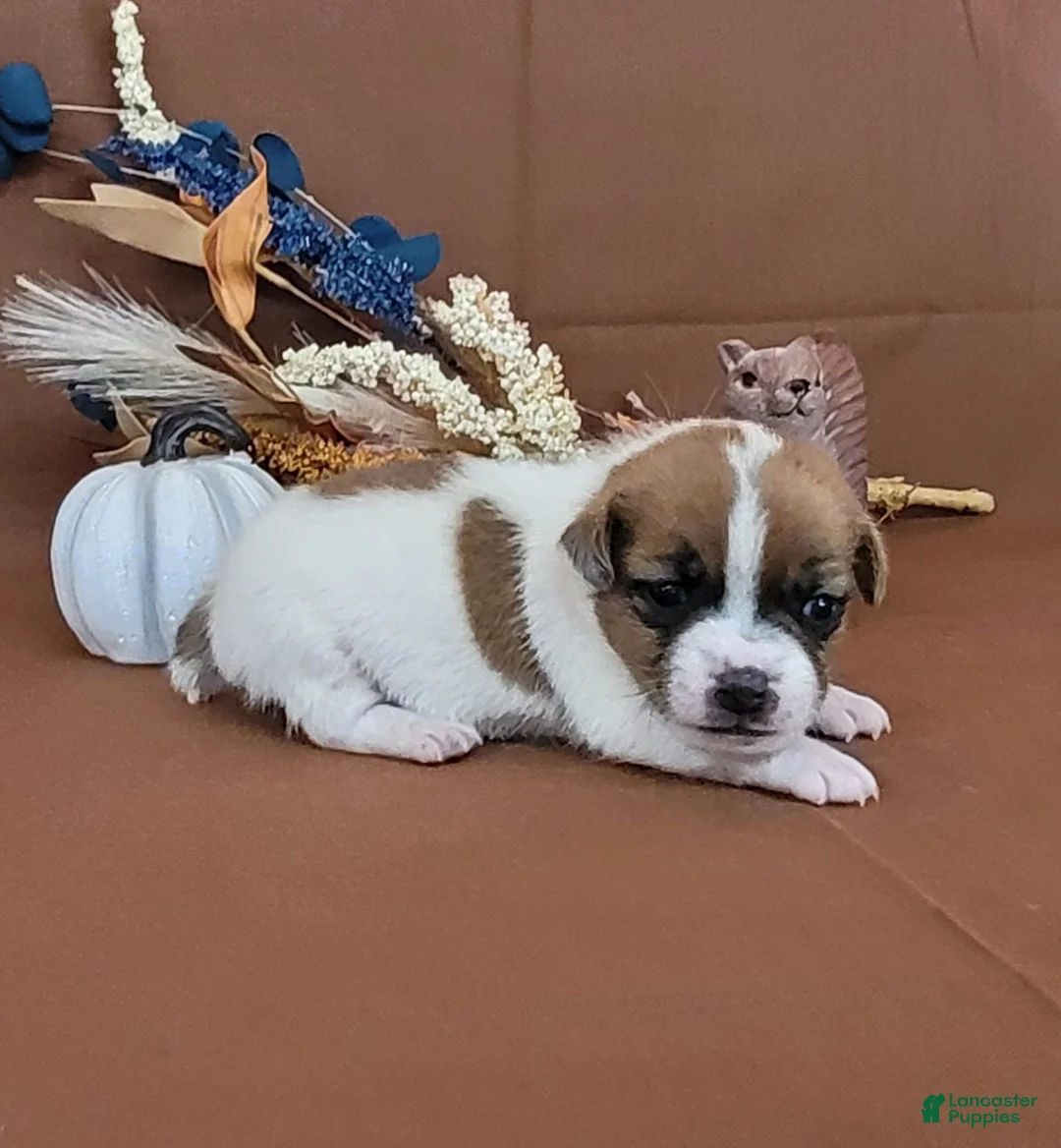 Jack Russell Terrier dogs for sale: Noxx purebred JRT - Ad 1