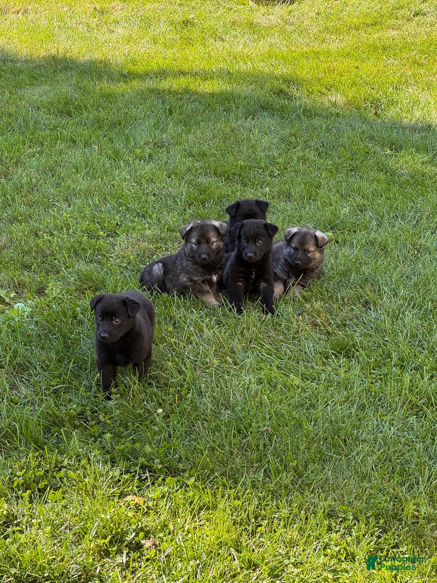 German Shepherd