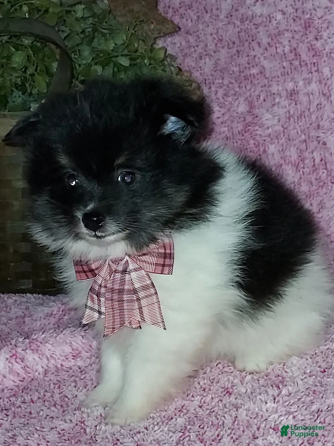 Pomeranian dogs for sale: Dollie - Ad 5