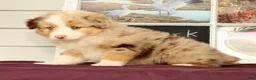 Miniature Australian Shepherd dogs for sale: Shank - Ad 2