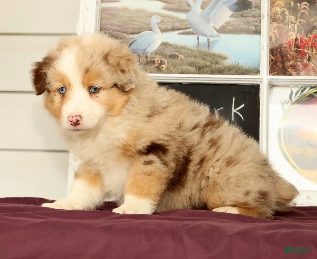 Miniature Australian Shepherd dogs for sale: Shank - Ad 2