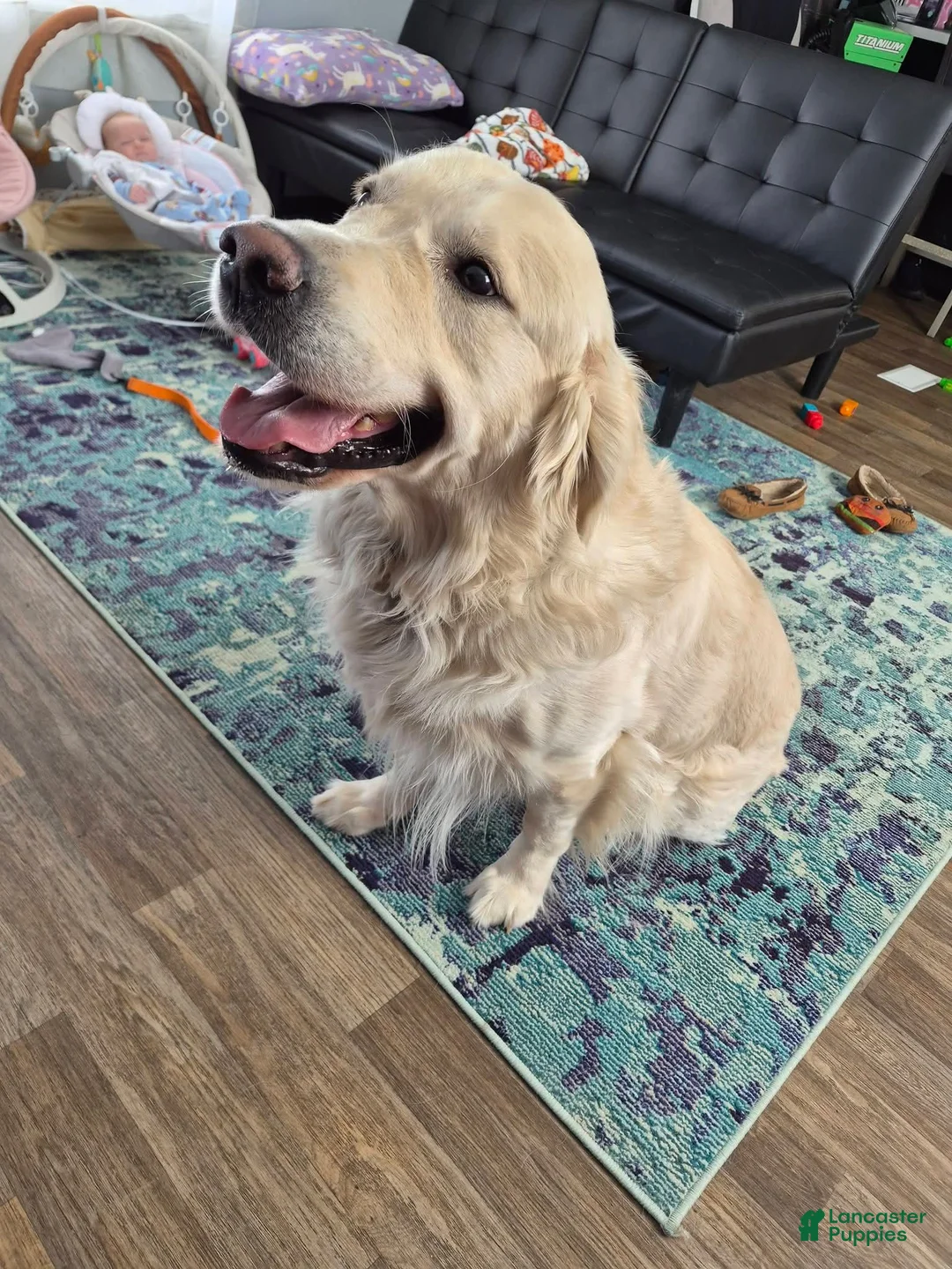 Golden Retriever dogs for stud: Brody - Ad 4