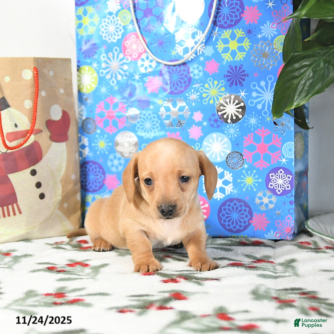 Miniature Dachshund dogs for sale: Benny - Ad 3