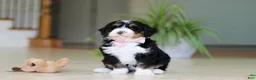 Mini Bernedoodle dogs for sale: Tyra - Ad 12