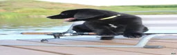 Labrador Retriever dogs for sale: Alex - Ad 4