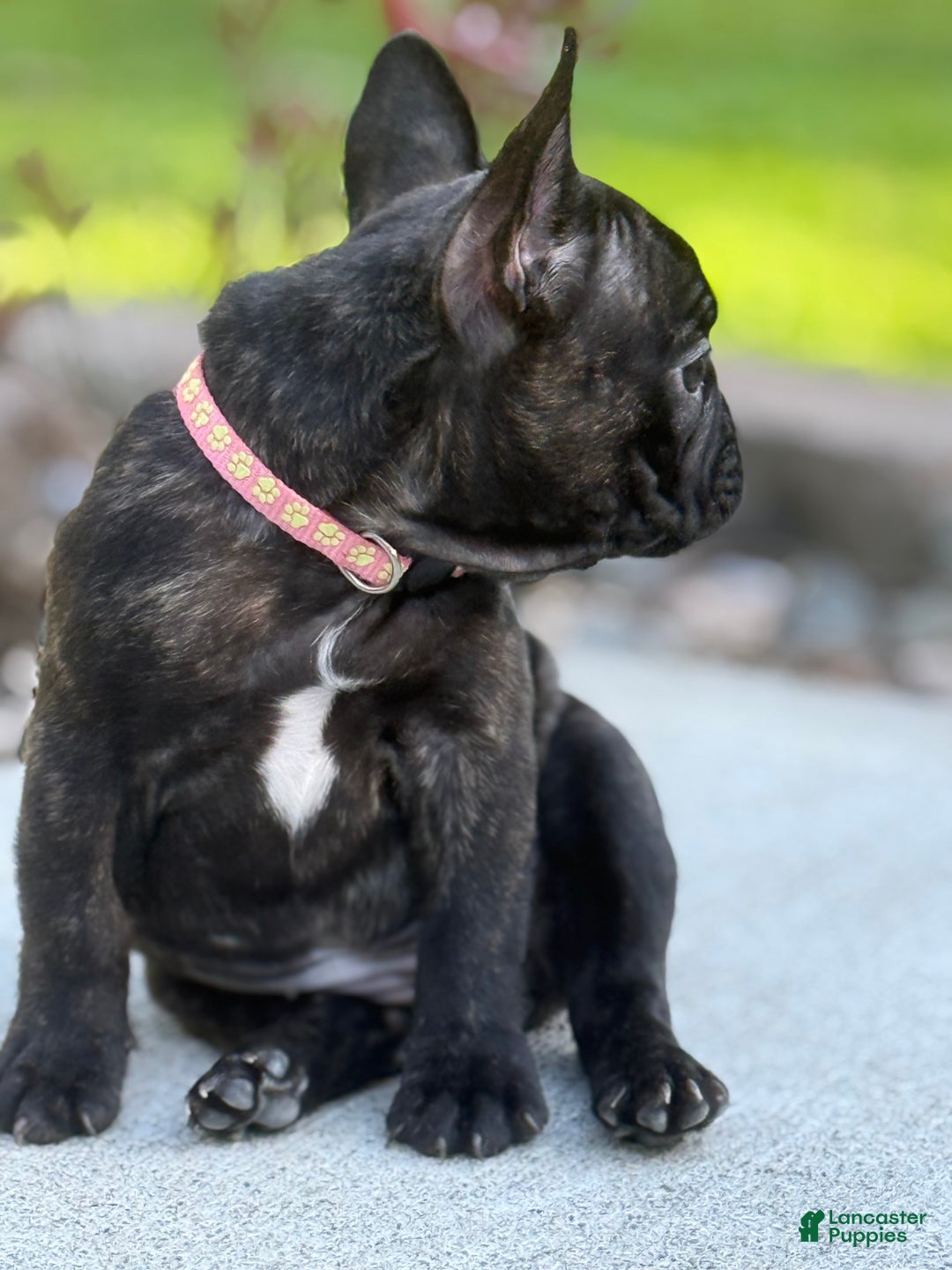 French Bulldog dogs for sale: French Bulldog Puppy 2 - Ad 9
