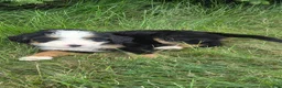 Bernedoodle dogs for sale: Bernedoodle Blue - Ad 2