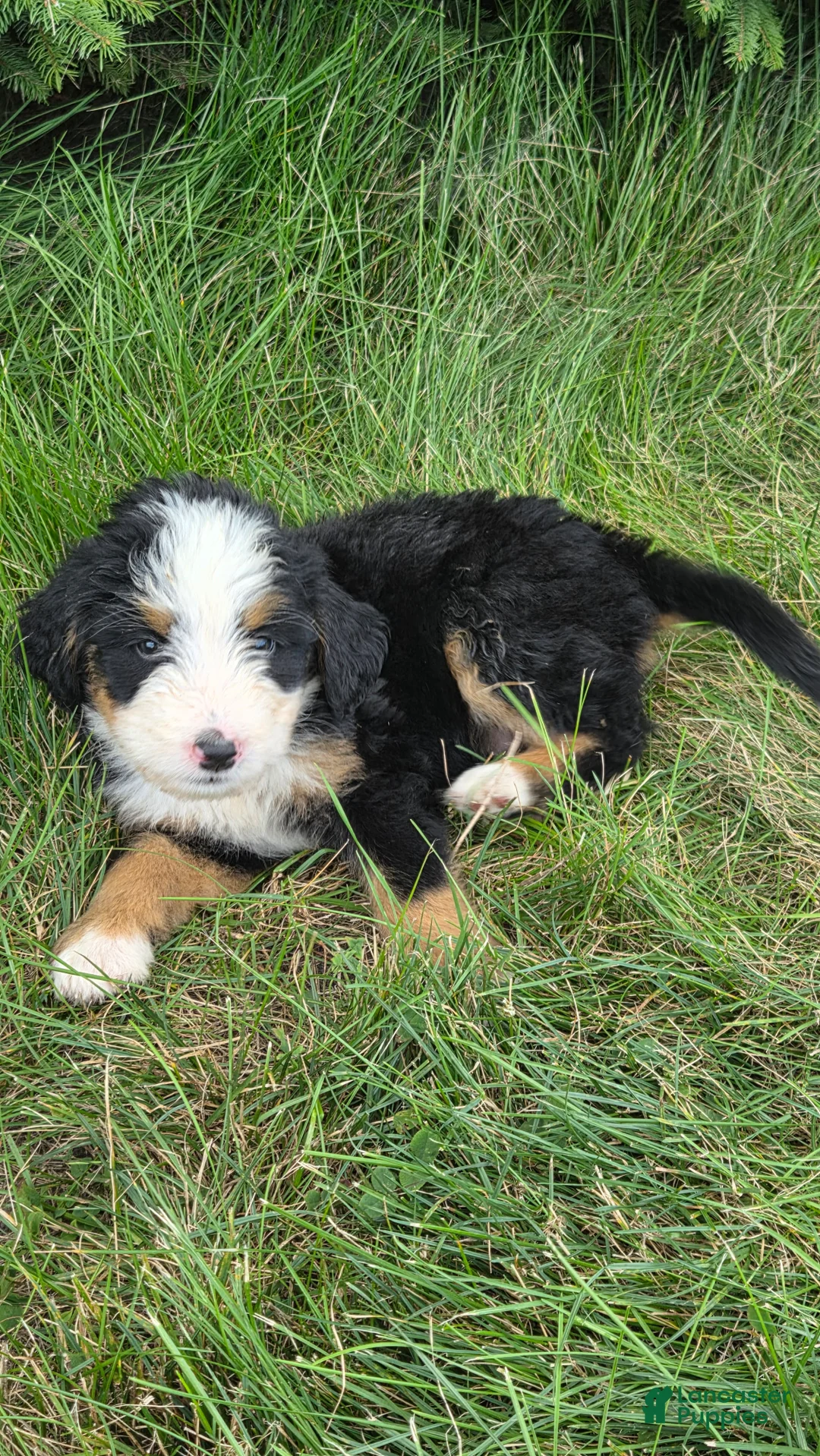 Bernedoodle dogs for sale: Bernedoodle Blue - Ad 2