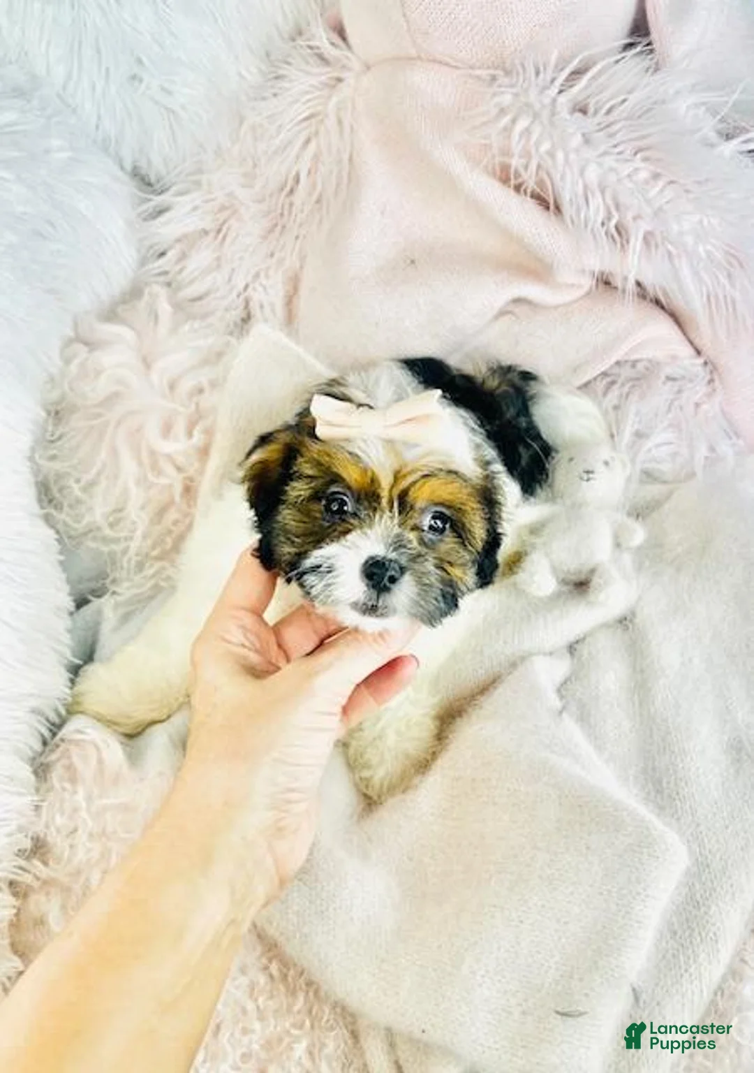 Shihpoo dogs for sale: Shihpoo Puppy 1 - Ad 2