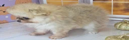 Pomeranian dogs for sale: Apricot - Orange Female Pomeranian - Ad 6