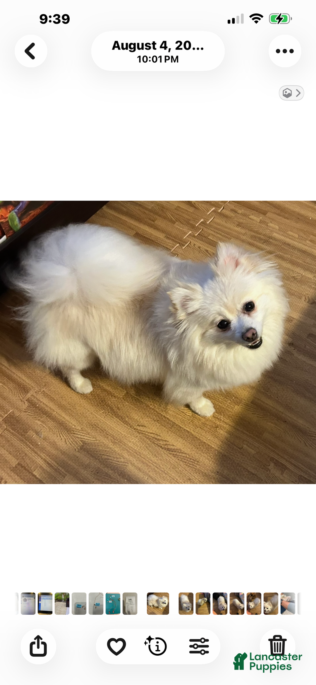 Pomeranian dogs for sale: Pomeranian Puppy 2 - Ad 8