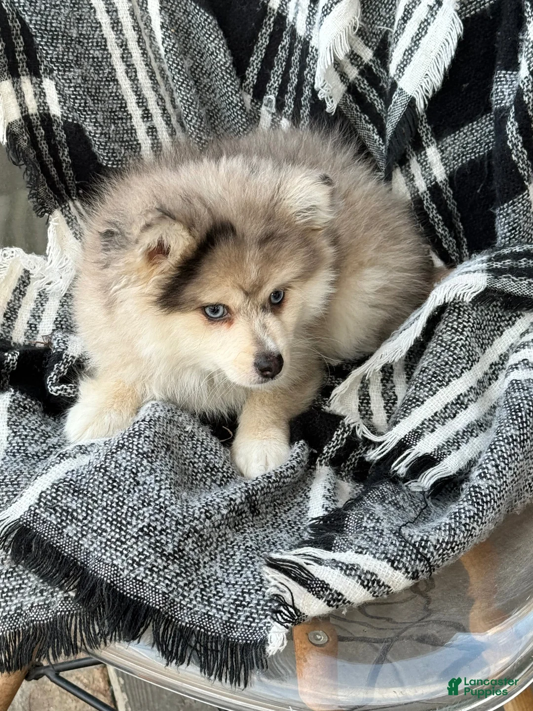 Pomsky dogs for sale: Firefly - Ad 4