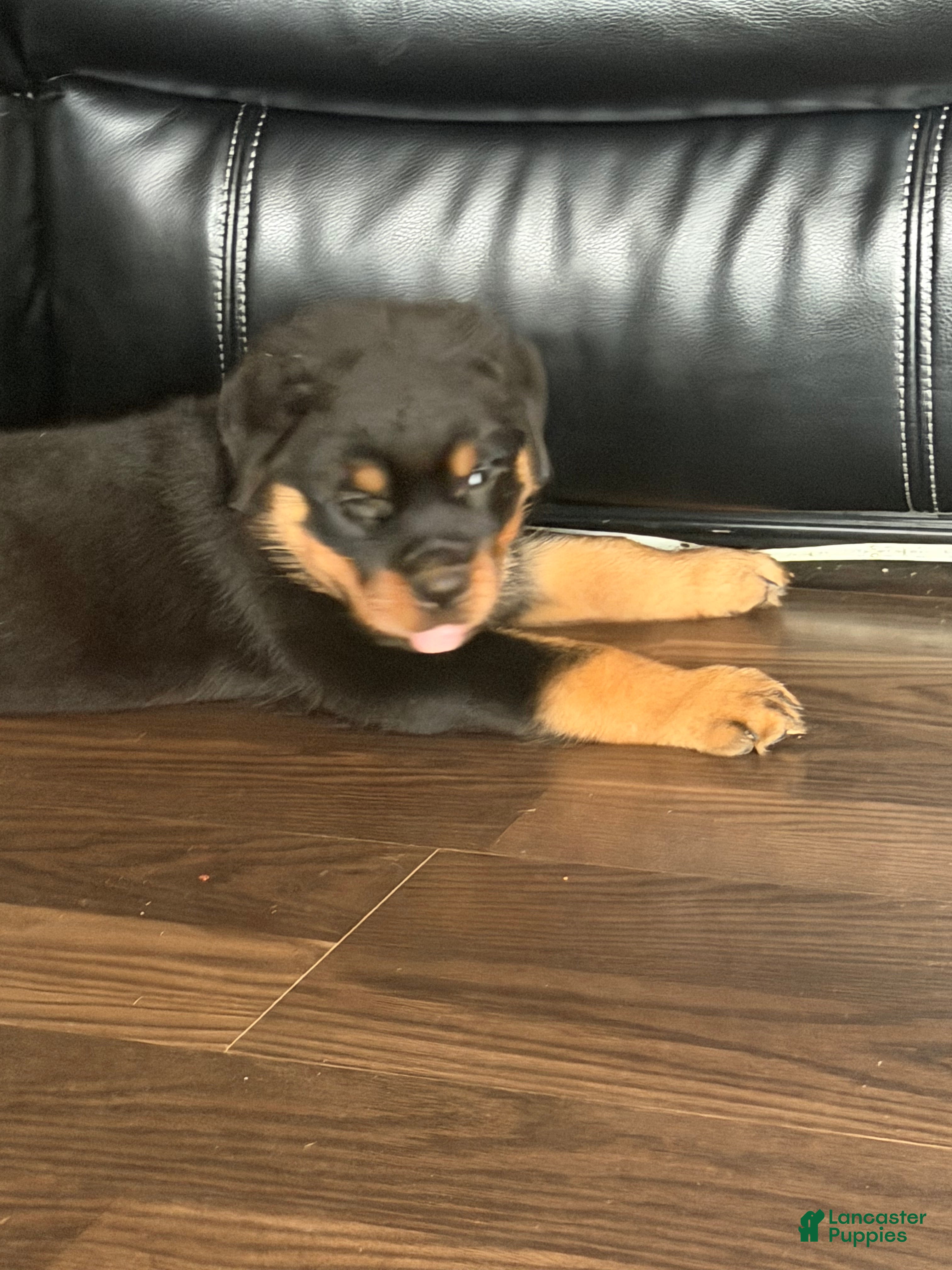 Rottweiler dogs Nala - Ad 2