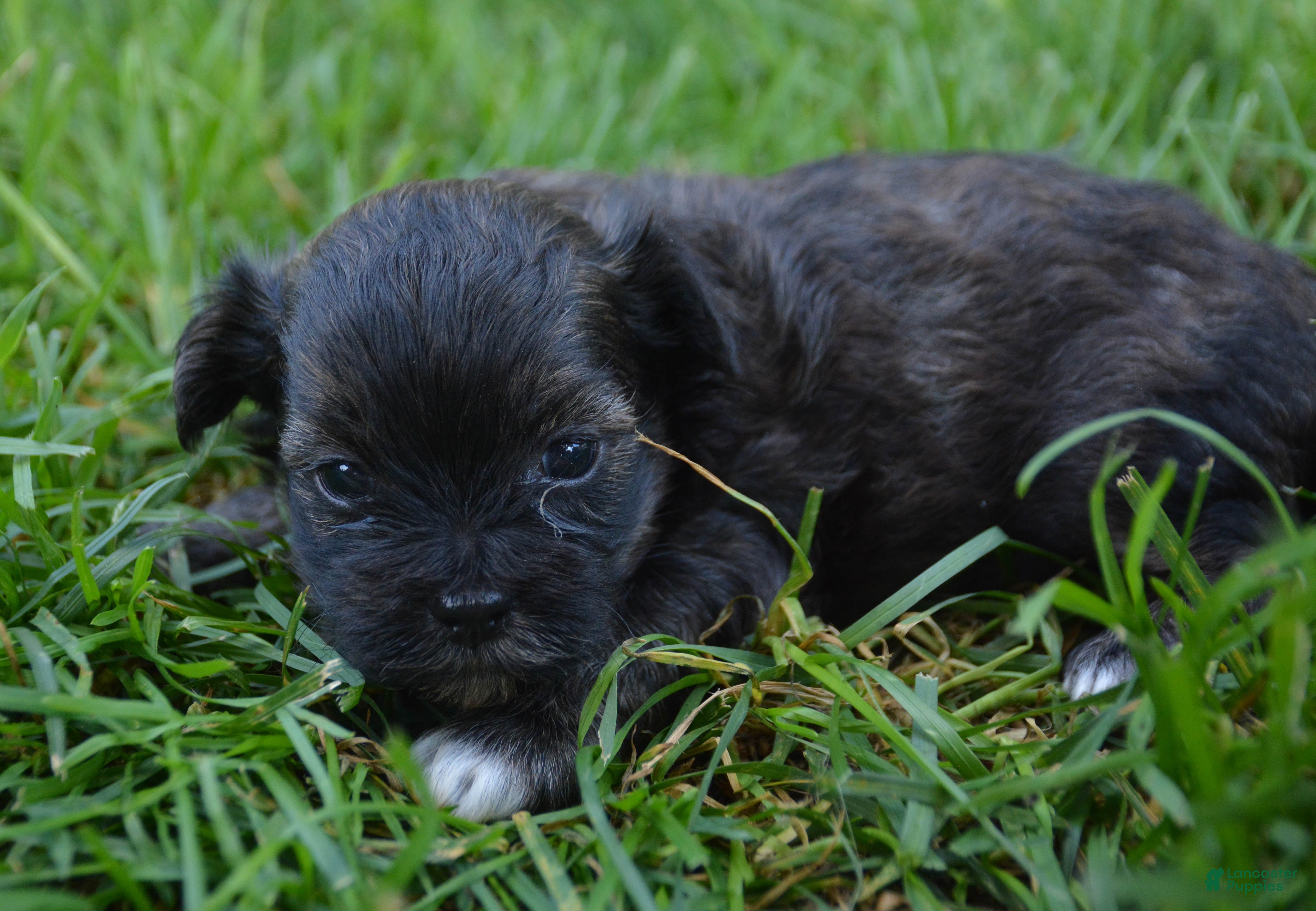 Shihpoo dogs Sharie Shihpoo 6 - Ad 2