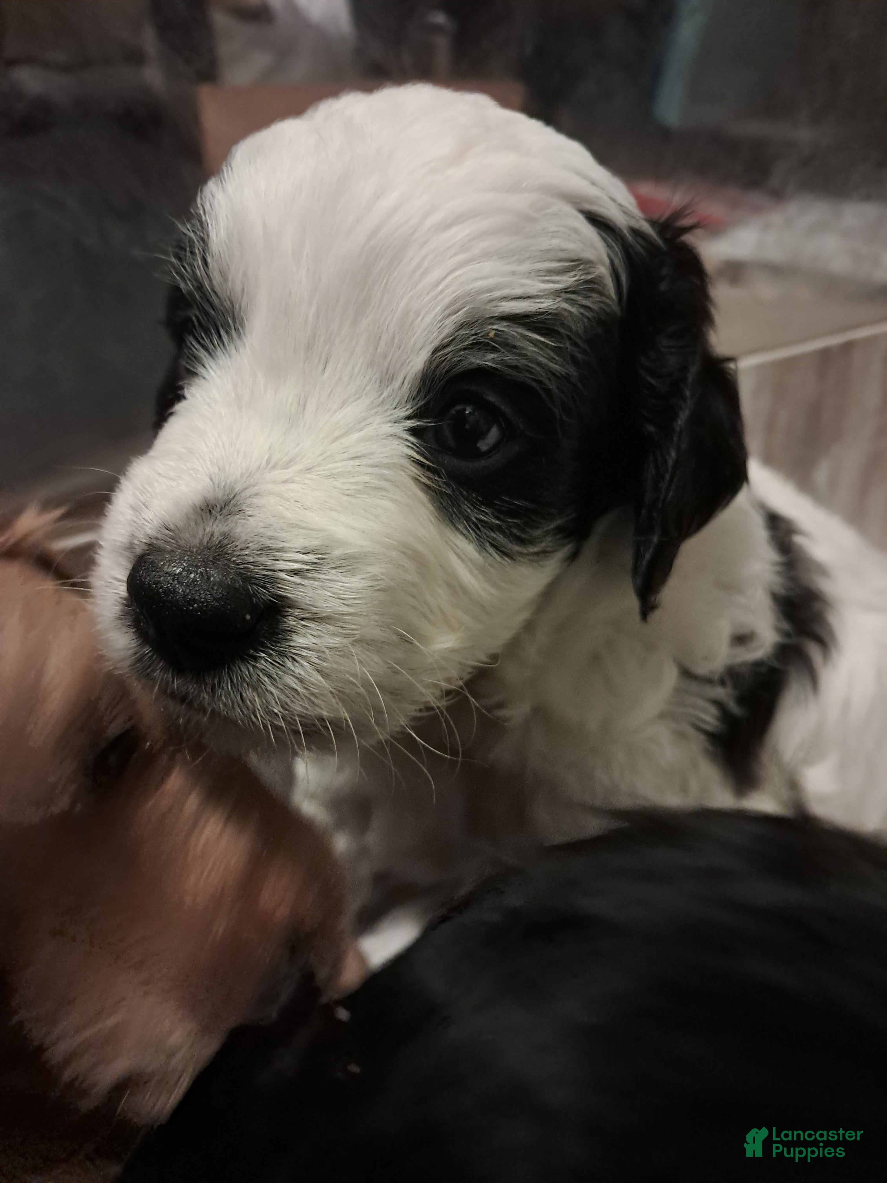 Double Doodle dogs for sale: Ezra - Ad 1