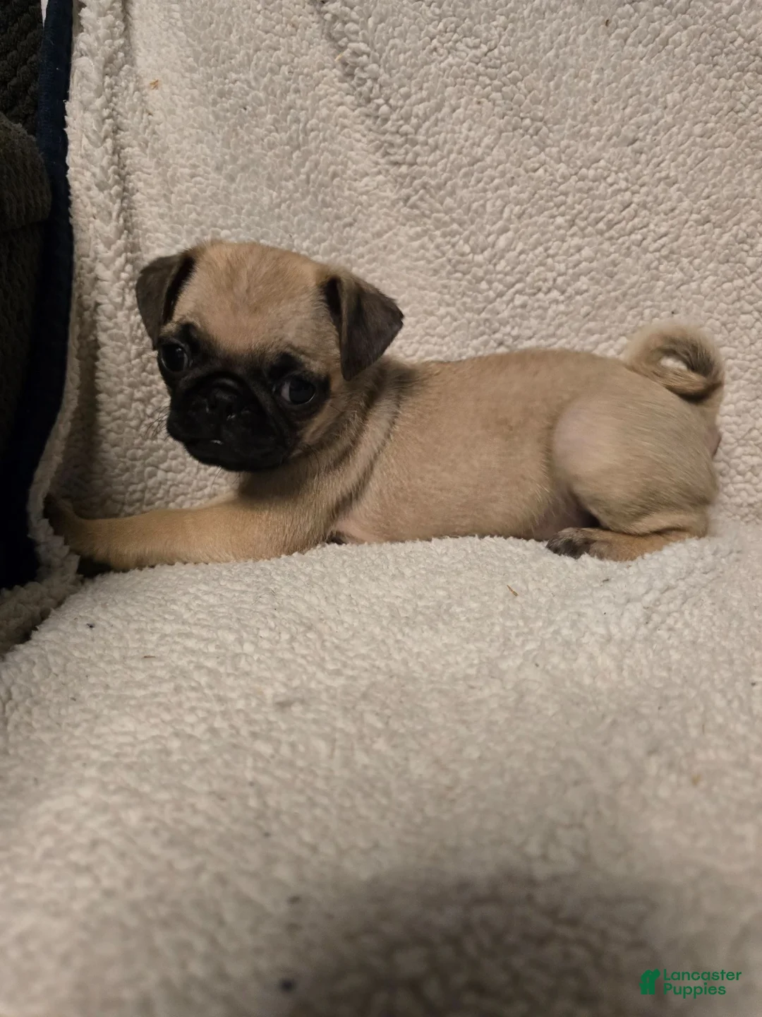 Pug dogs for sale: Pug 1 - Ad 2