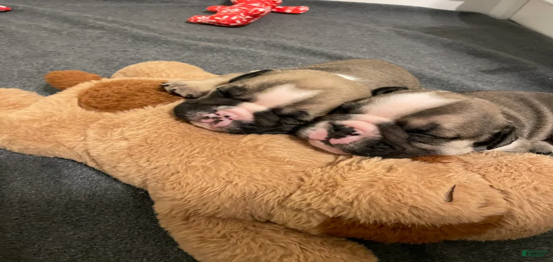 Gallery Image {{count}}