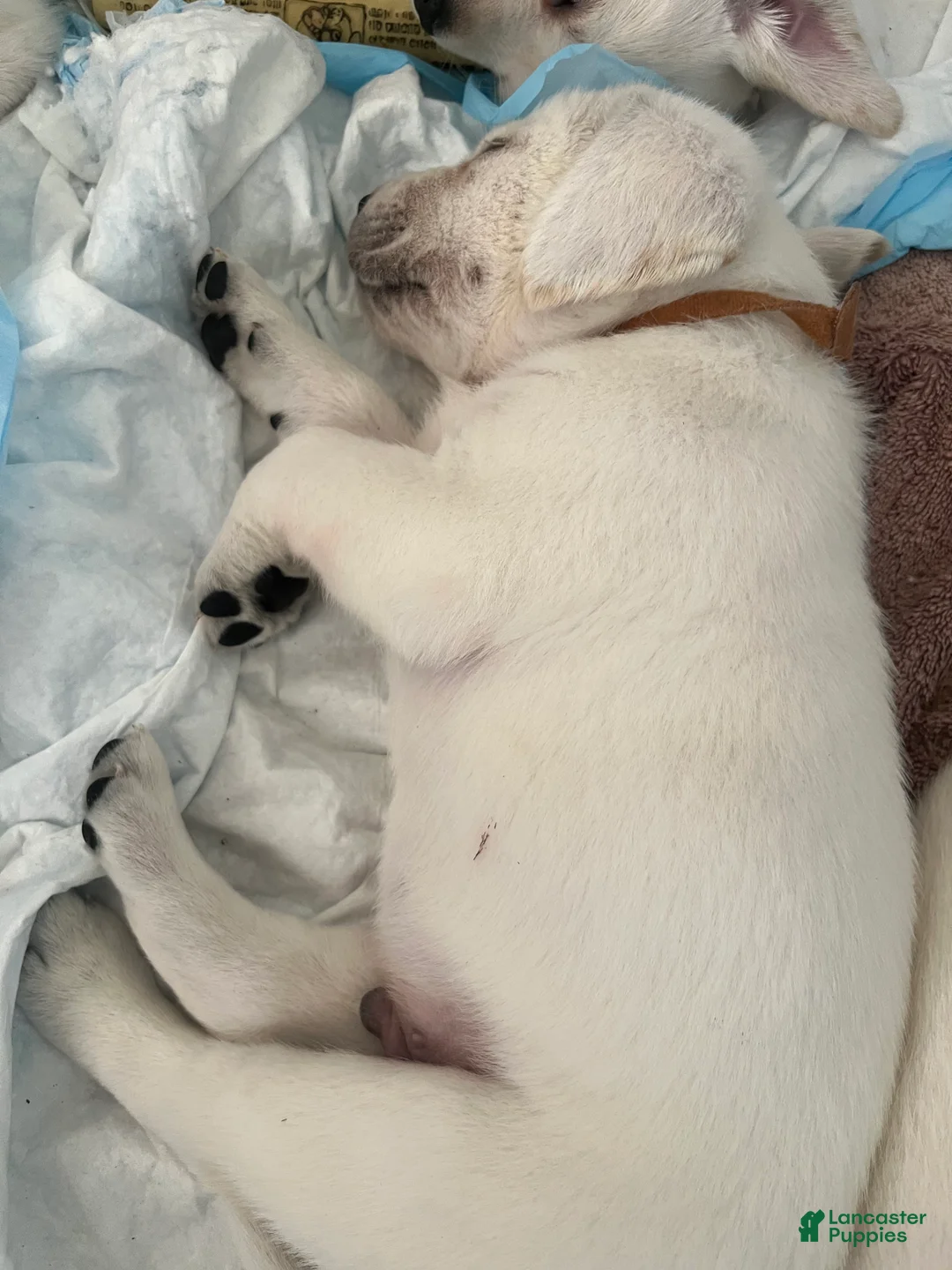 Labrador Retriever dogs for sale: Labrador Retriever Puppy 6 - Ad 1