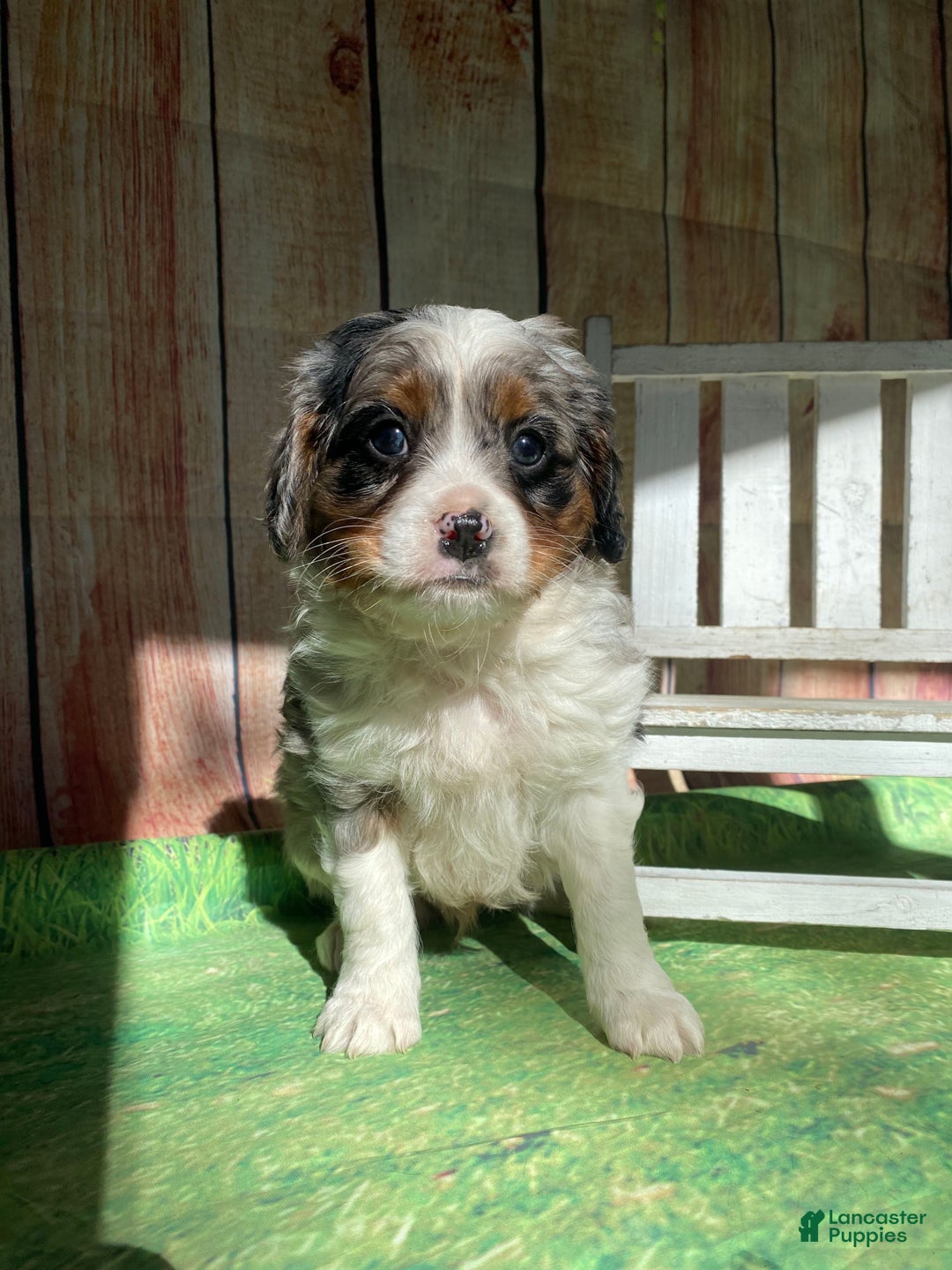 Mini Bernedoodle dogs for sale: Montana - Ad 2