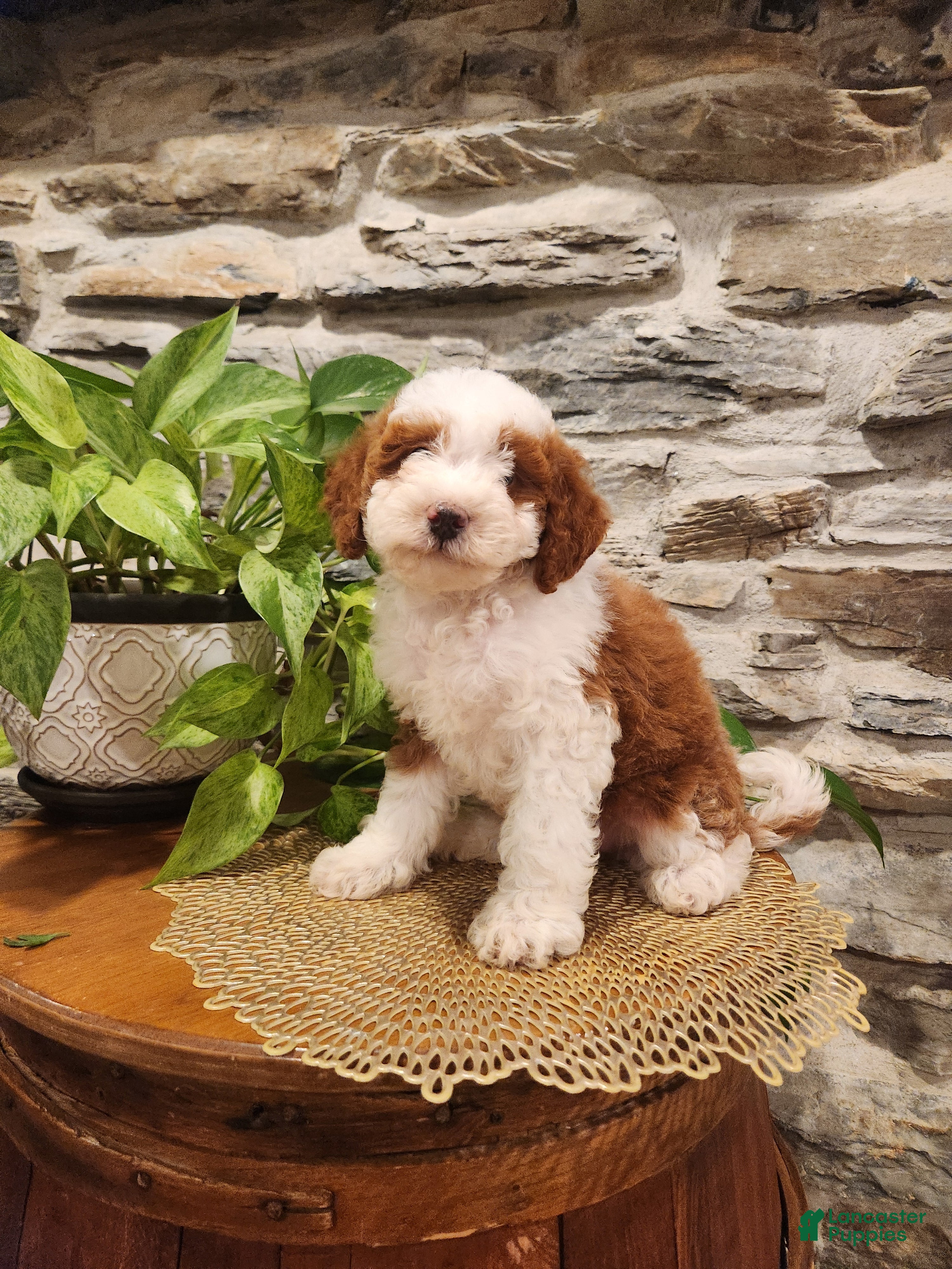 Mini Bernedoodle dogs EMMA - FEMALE Mini Bernedoodle 2 - Ad 2