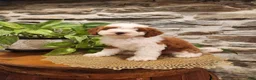Mini Bernedoodle dogs for sale: EMMA - FEMALE Mini Bernedoodle 2 - Ad 12