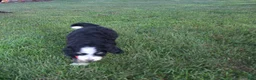 Bernedoodle dogs for sale: Sasha - Ad 3