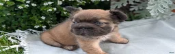 French Bulldog dogs for sale: Olive - Ad 5