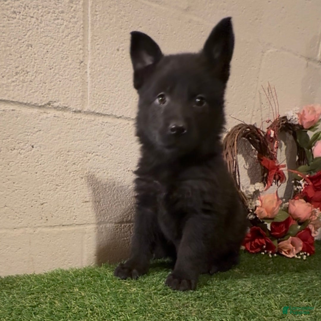 German Shepherd dogs for sale: Sussie B - Ad 3