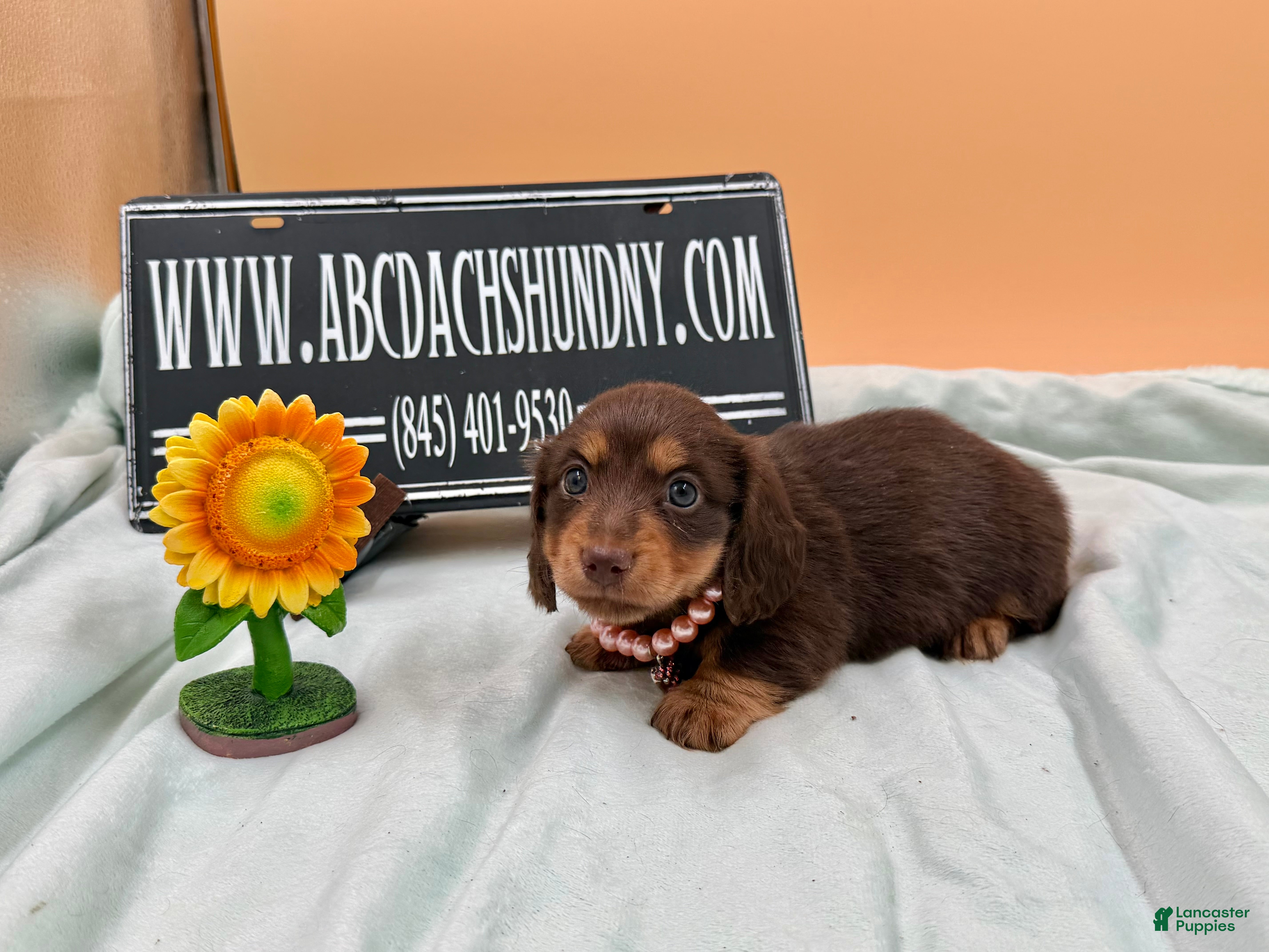 Miniature Dachshund dogs Champion Russian line - Ad 12