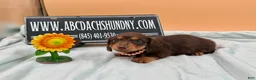Miniature Dachshund dogs for sale: Champion Russian line - Ad 1