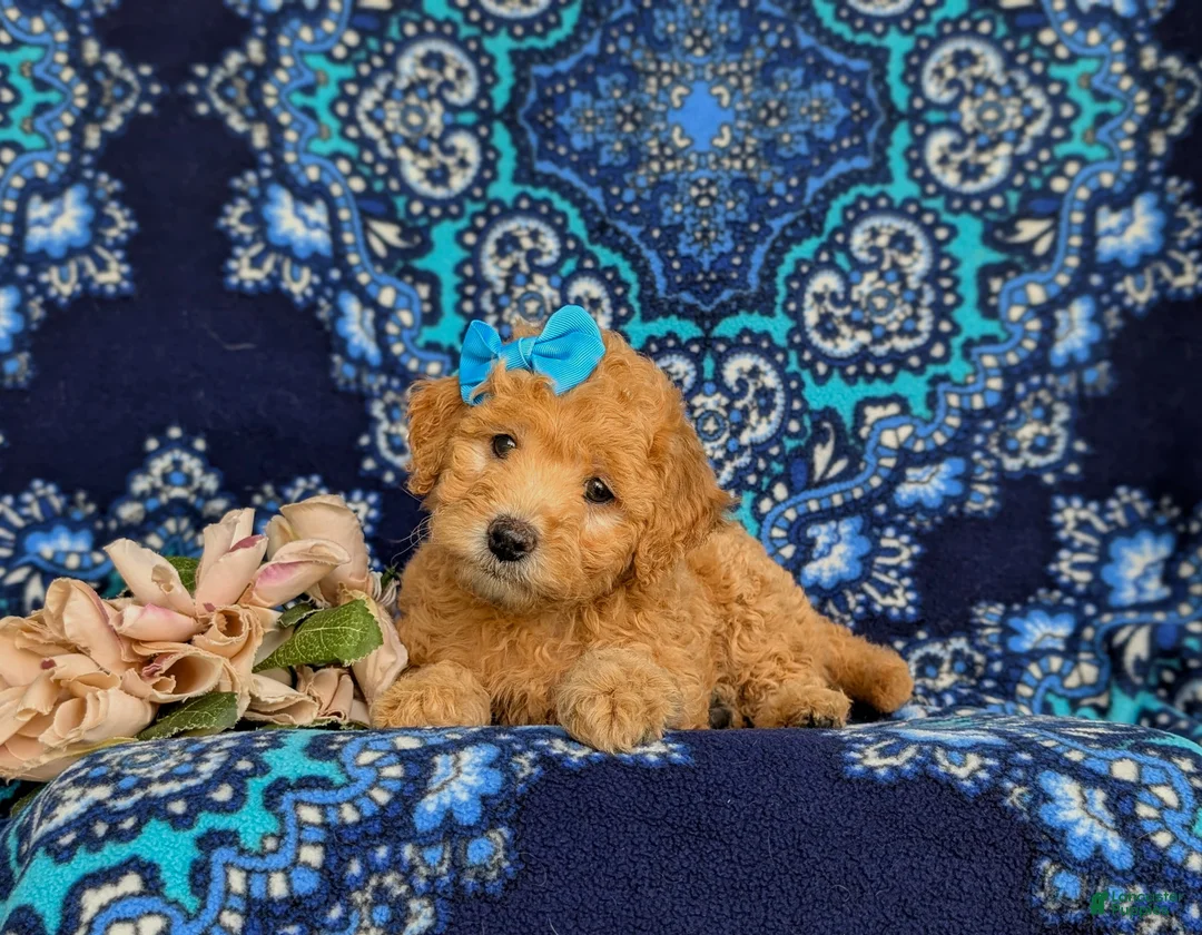 Mixed Breed dogs for sale: Mollie Hypoallergenic - Ad 5