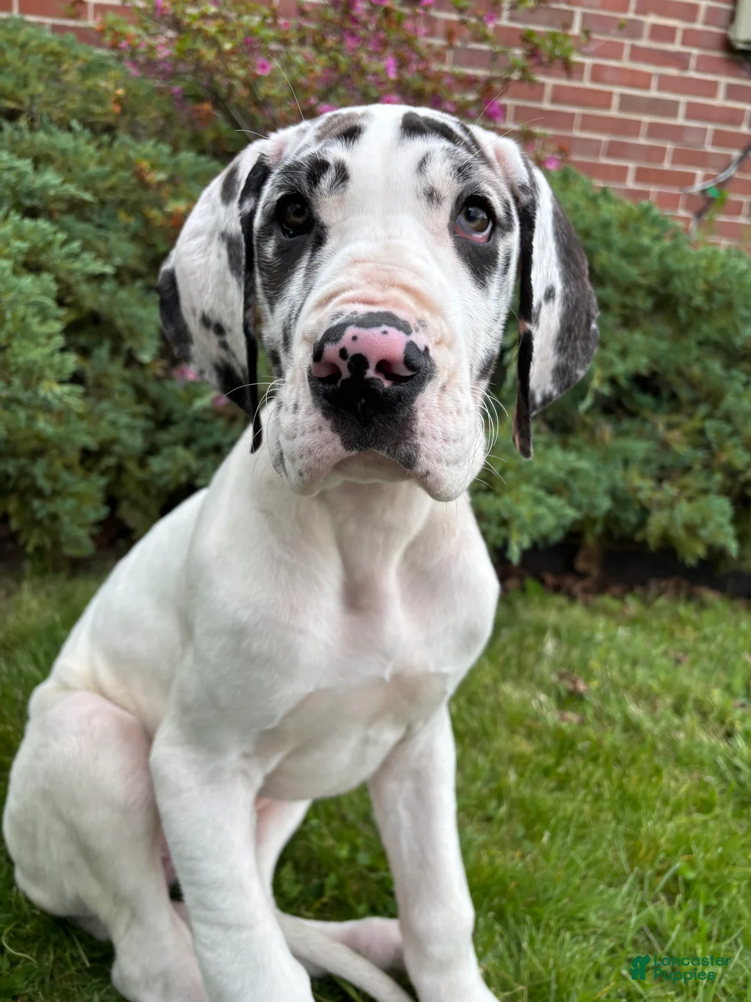Great Dane dogs for sale: Ava - Ad 1