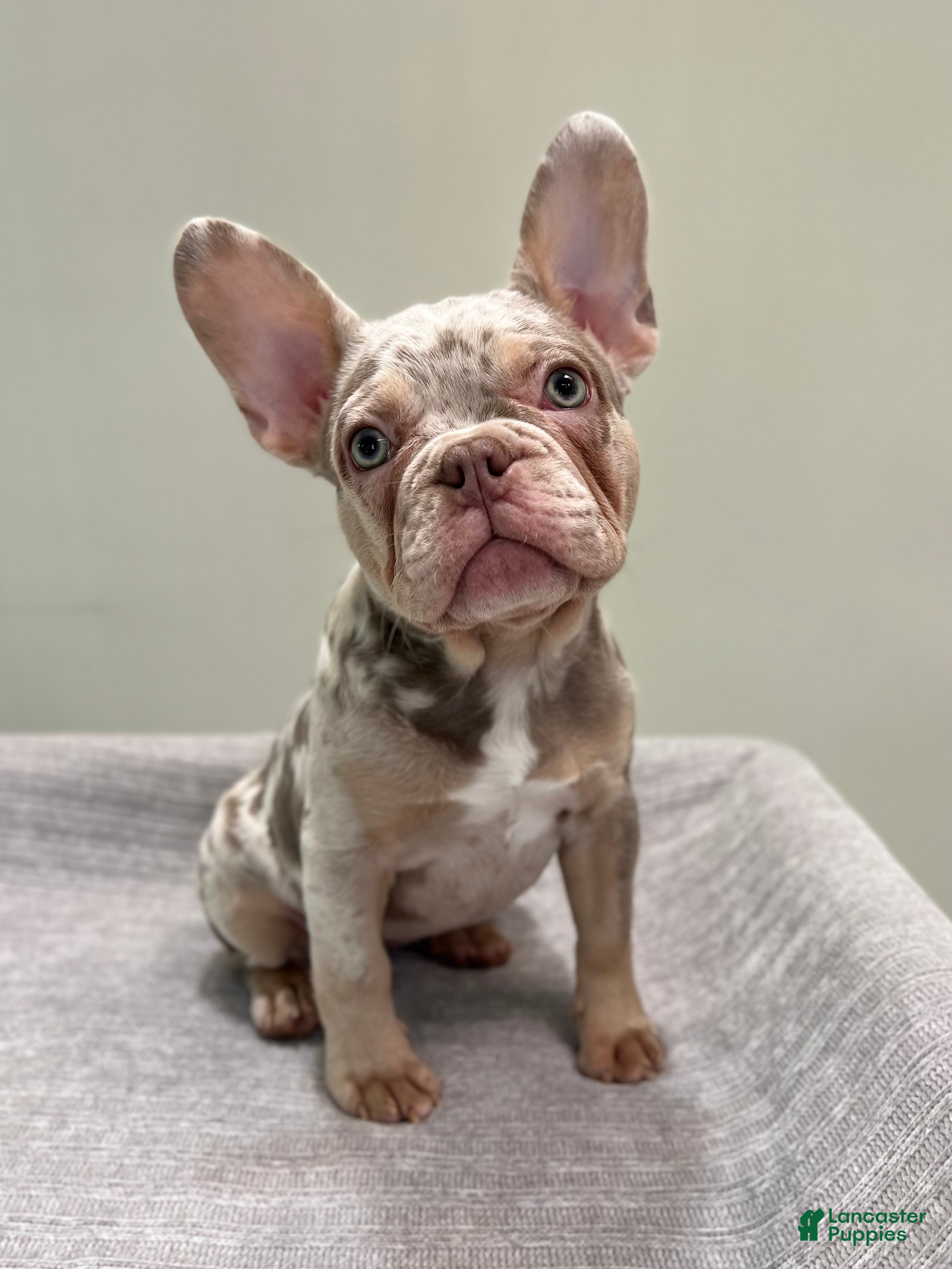 French Bulldog dogs for sale: Misty - Ad 34