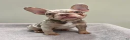 French Bulldog dogs for sale: Misty - Ad 1