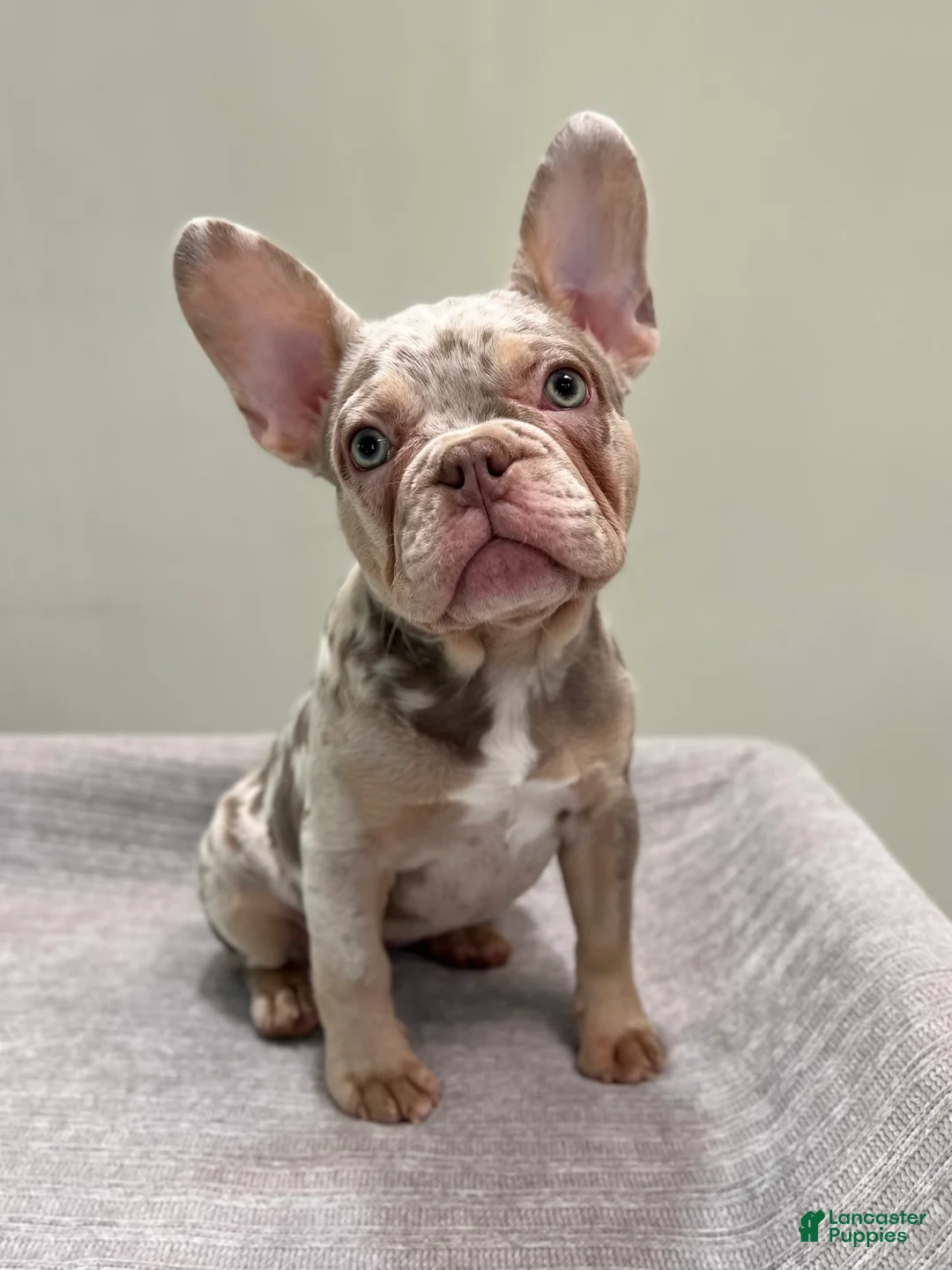 French Bulldog dogs for sale: Misty - Ad 1