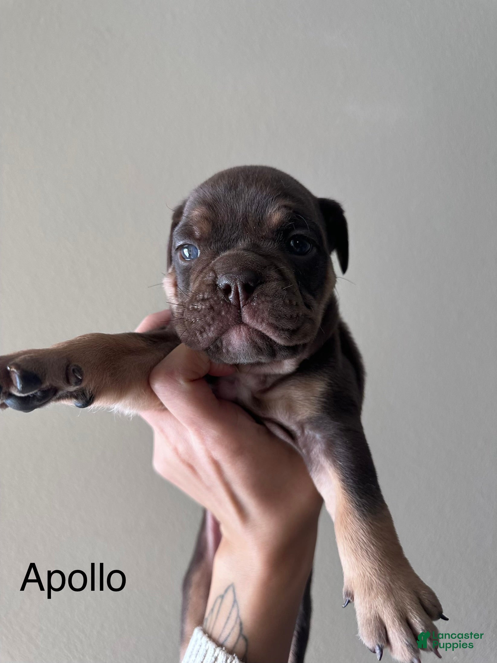 English Bulldog dogs Apollo  - Ad 2