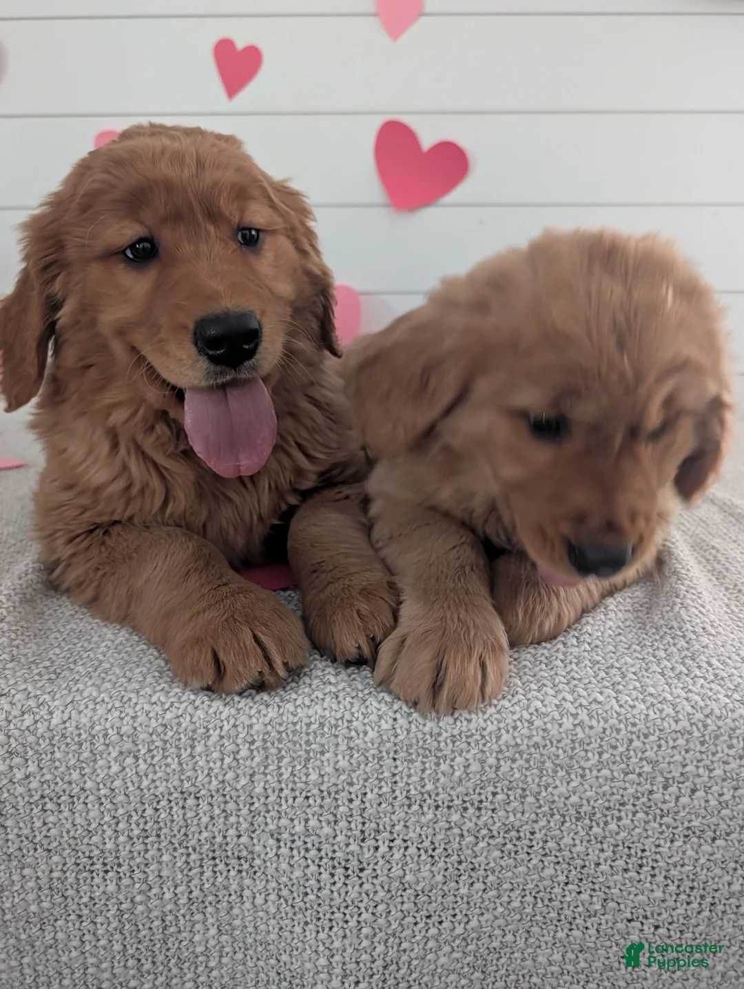 Golden Retriever dogs for sale: Tucker - Ad 9