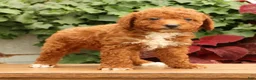 Miniature Poodle dogs for sale: Seth - Ad 4