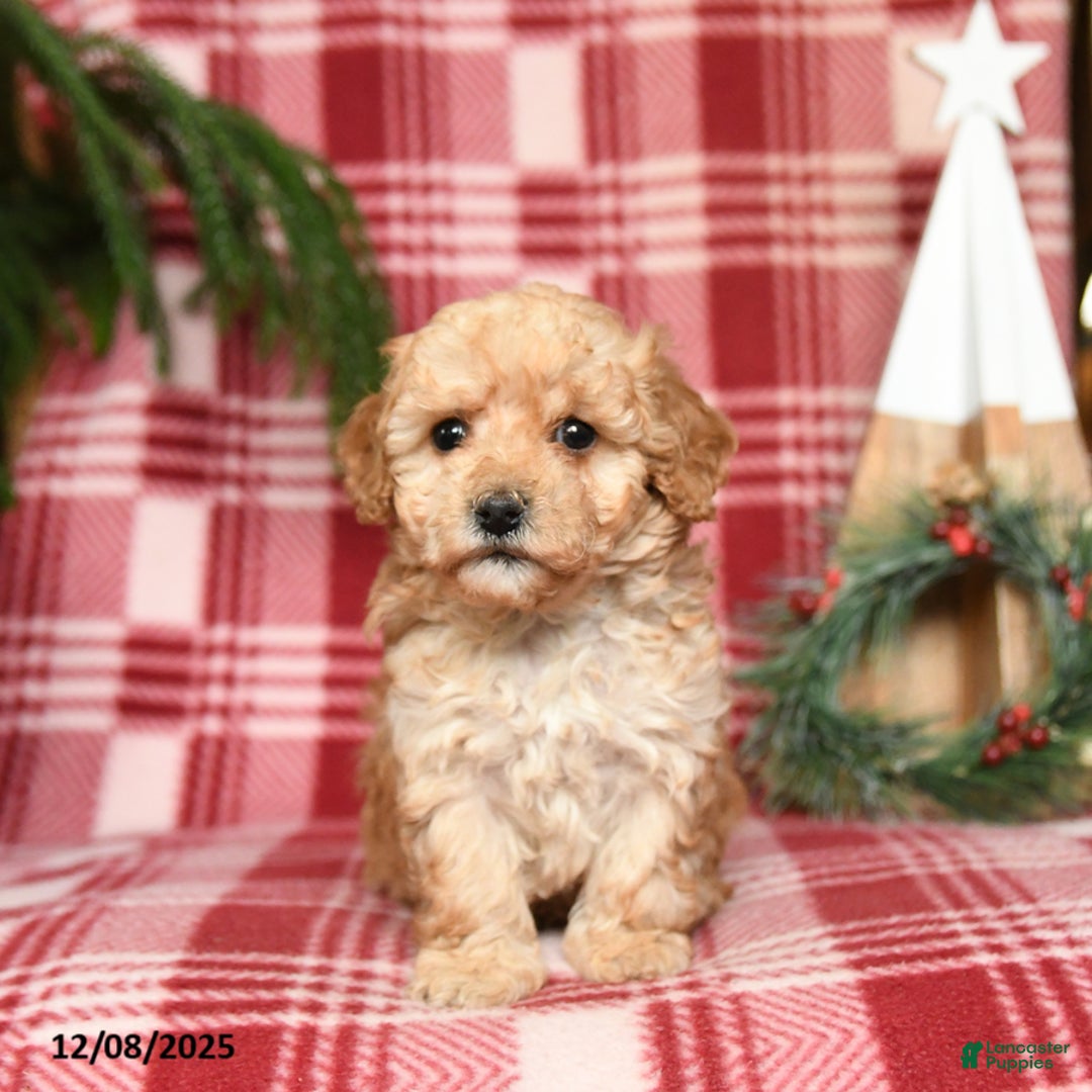 Toy Poodle dogs for sale: Marshmallow - Ad 3