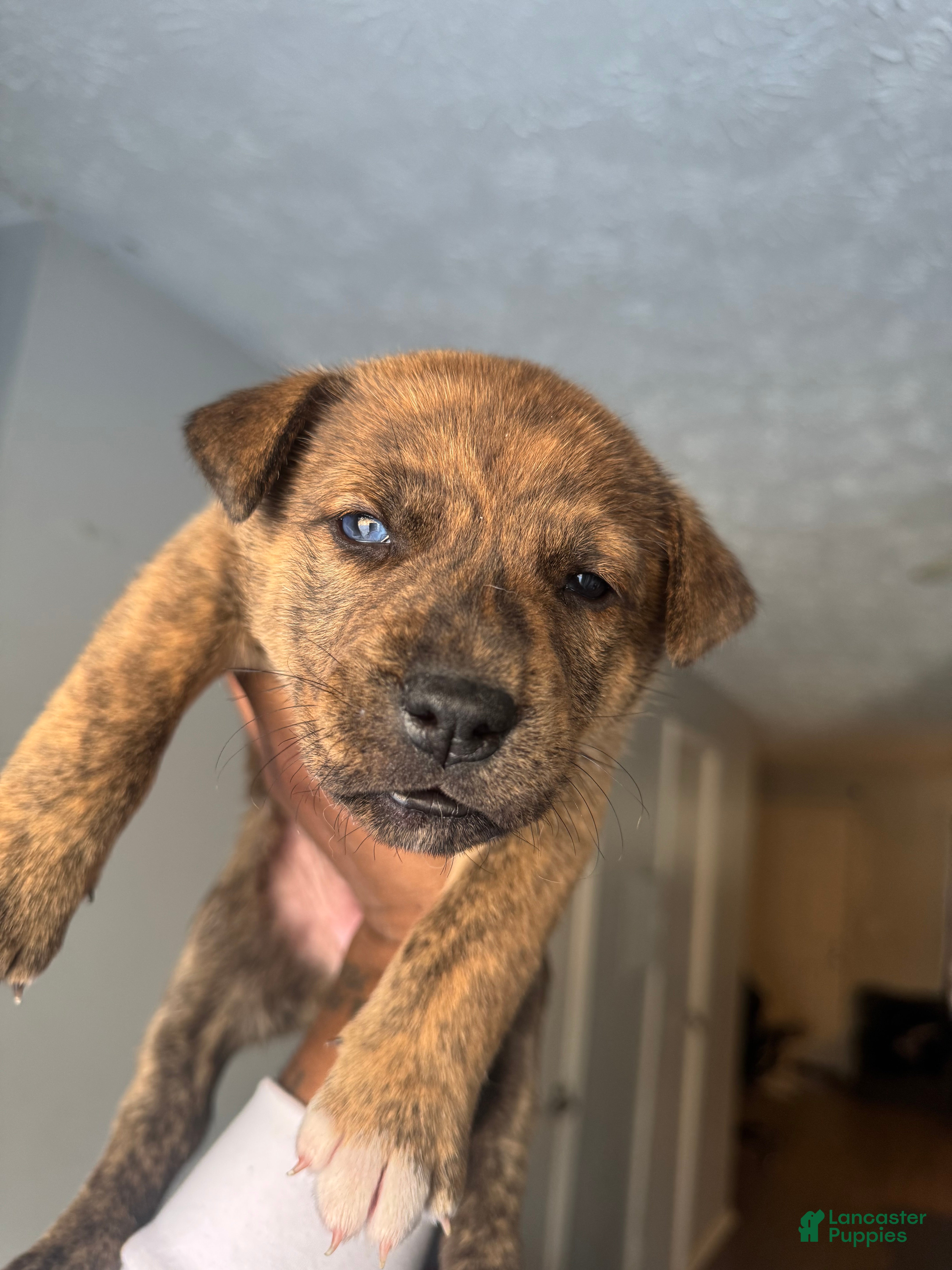 Mixed Breed dogs Mixed Breed Puppy 2 - Ad 9
