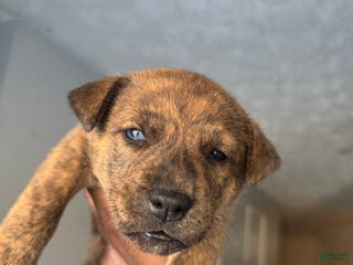 Mixed Breed dogs Mixed Breed Puppy 2 - Ad 9