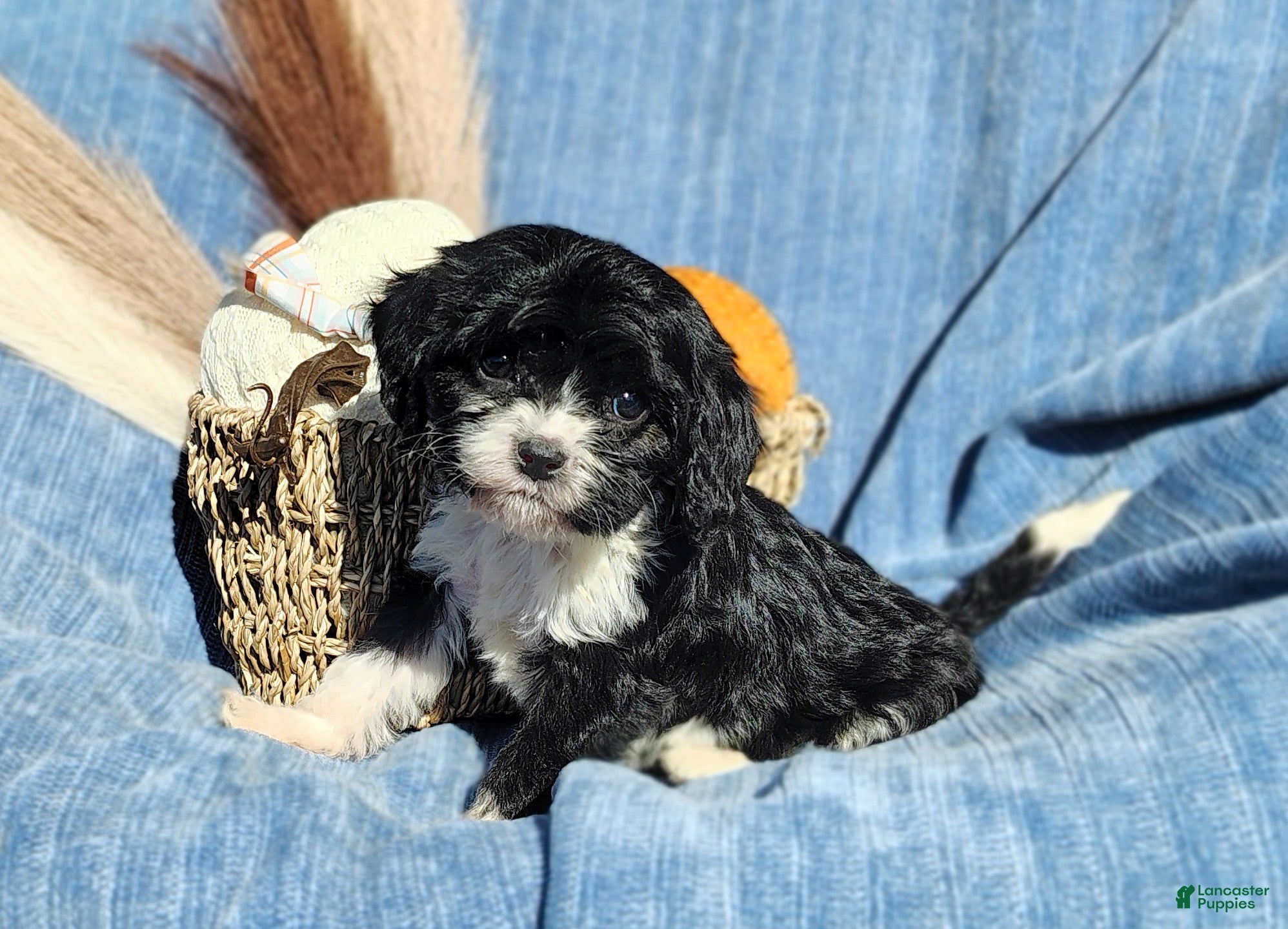 Cavapoo dogs for sale: Trevor  - Ad 2
