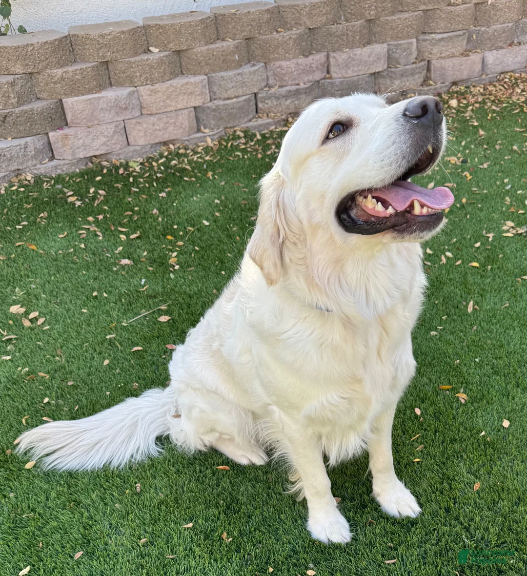 Golden Retriever dogs for sale: Bonsai - Ad 8