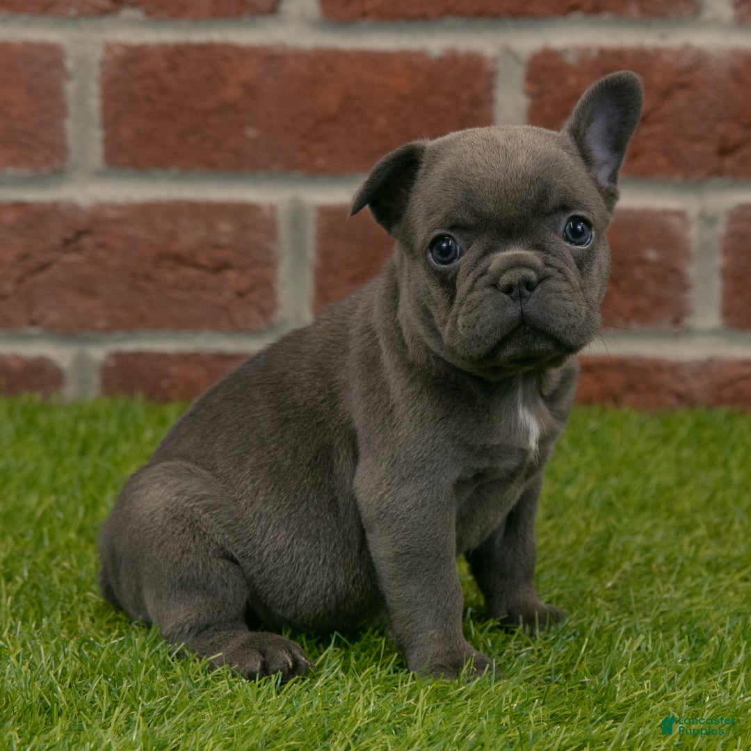 French Bulldog dogs for sale: Sadie - Ad 6