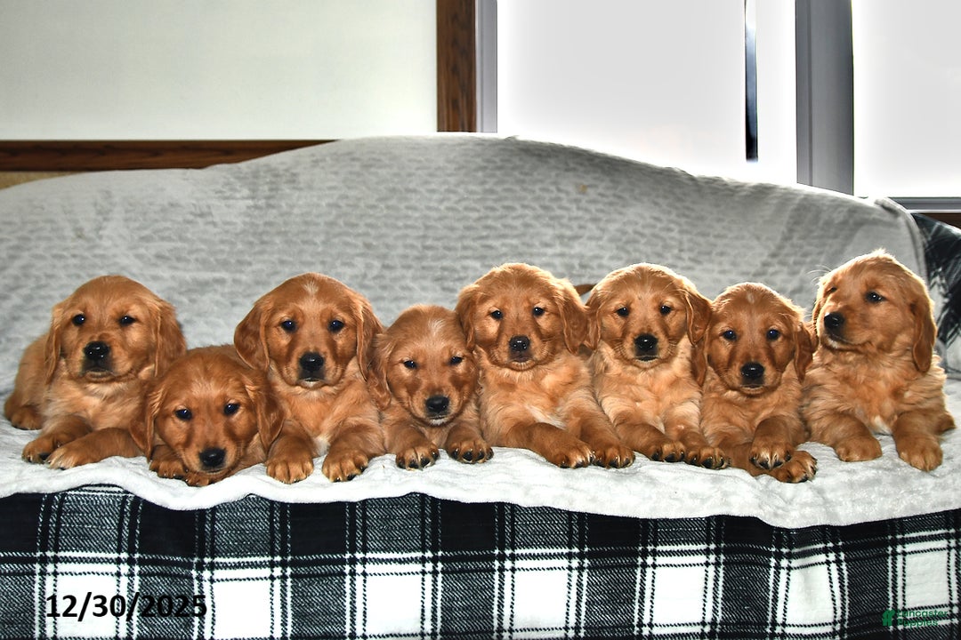 Golden Retriever dogs for sale: Seriphina - Ad 5