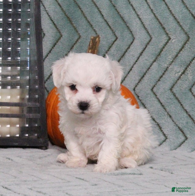 Bichon Frise dogs Jasmine - Ad 1