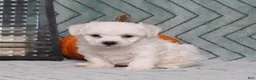 Bichon Frise dogs for sale: Jasmine - Ad 1