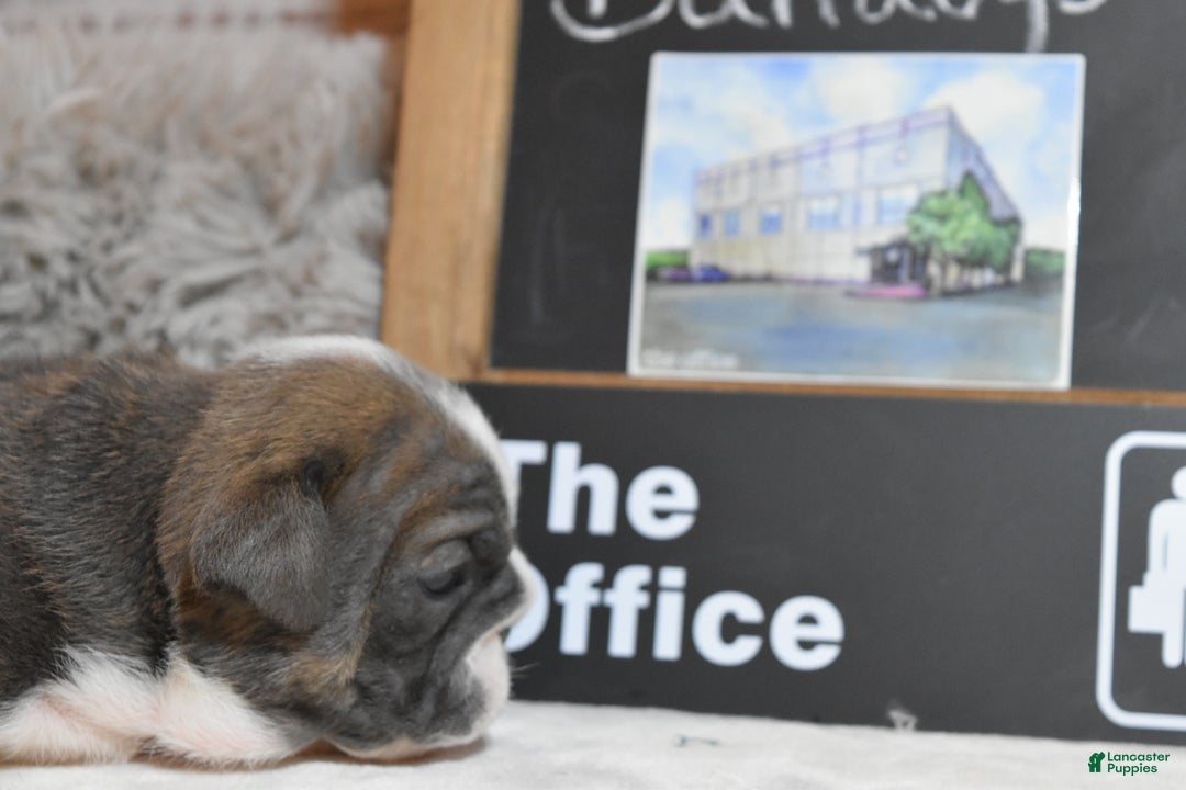 English Bulldog dogs for sale: Pam - Ad 4